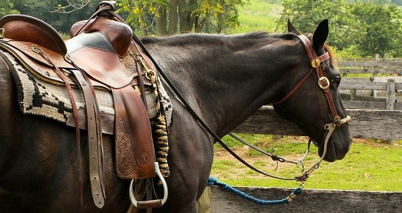 escursioni toscana a cavallo