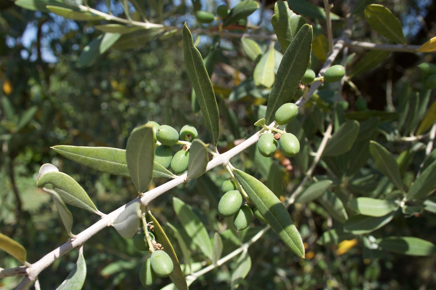 azienda-agricola