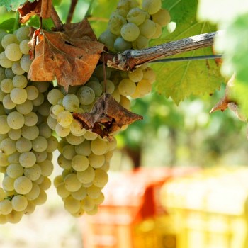 prodotti tipici san gimignano vernaccia