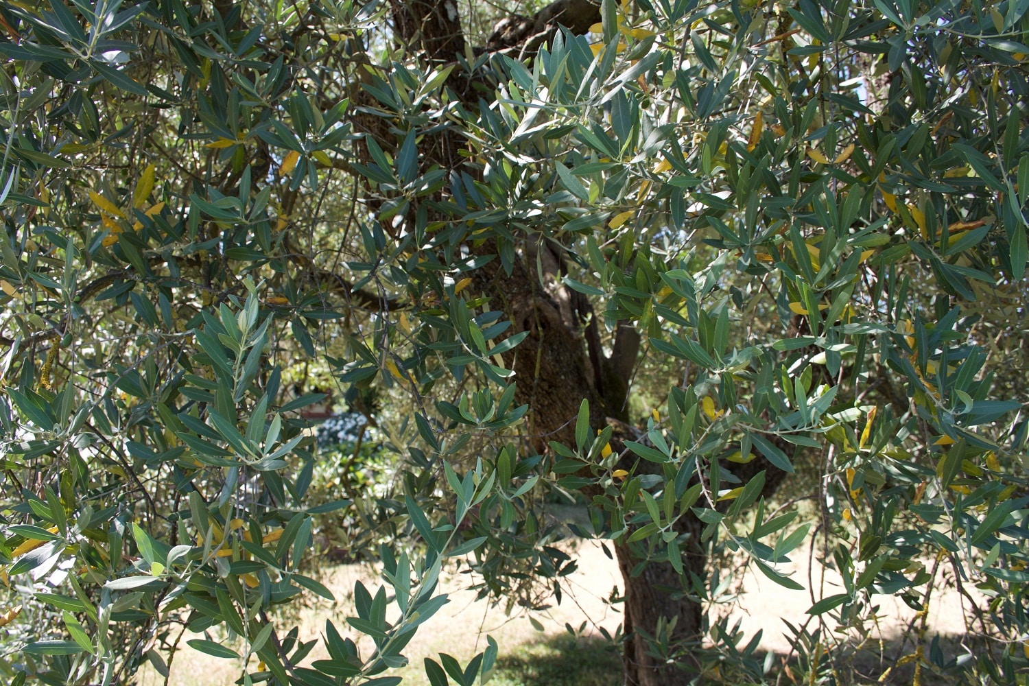 azienda-agricola-olio